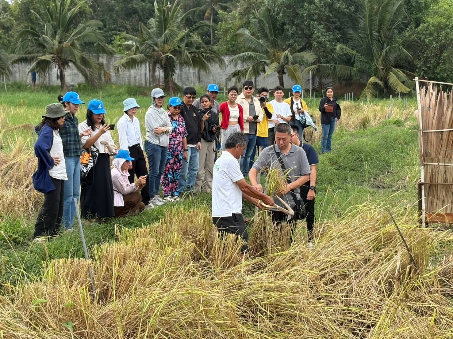 Chú Tư Việt hướng dẫn đoàn Nghiên cứu sinh về giống Lúa Mùa