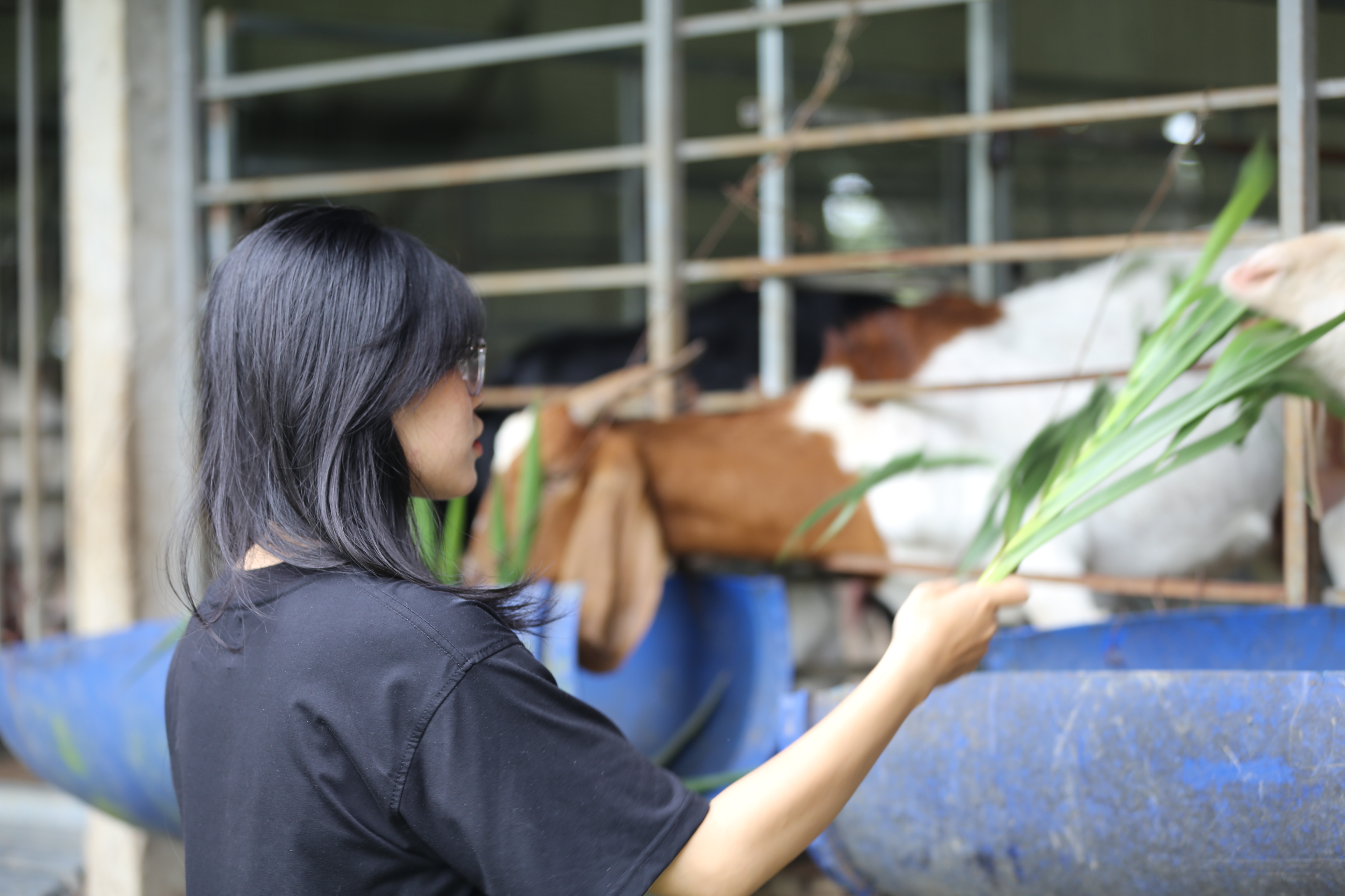 Bảo Gia Farm Camping