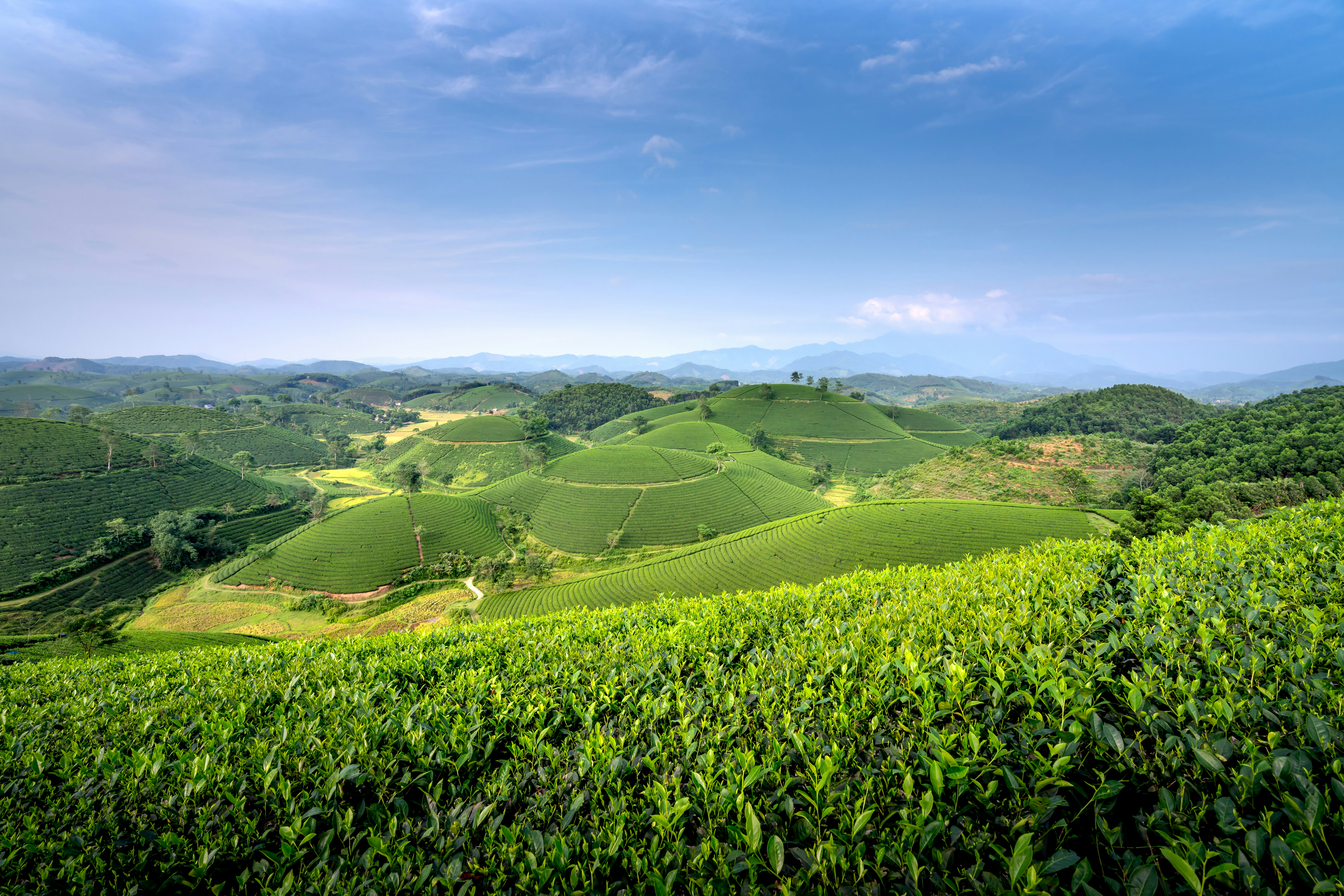 quang-nguyen-vinh-5cZIcMC3kn4-unsplash